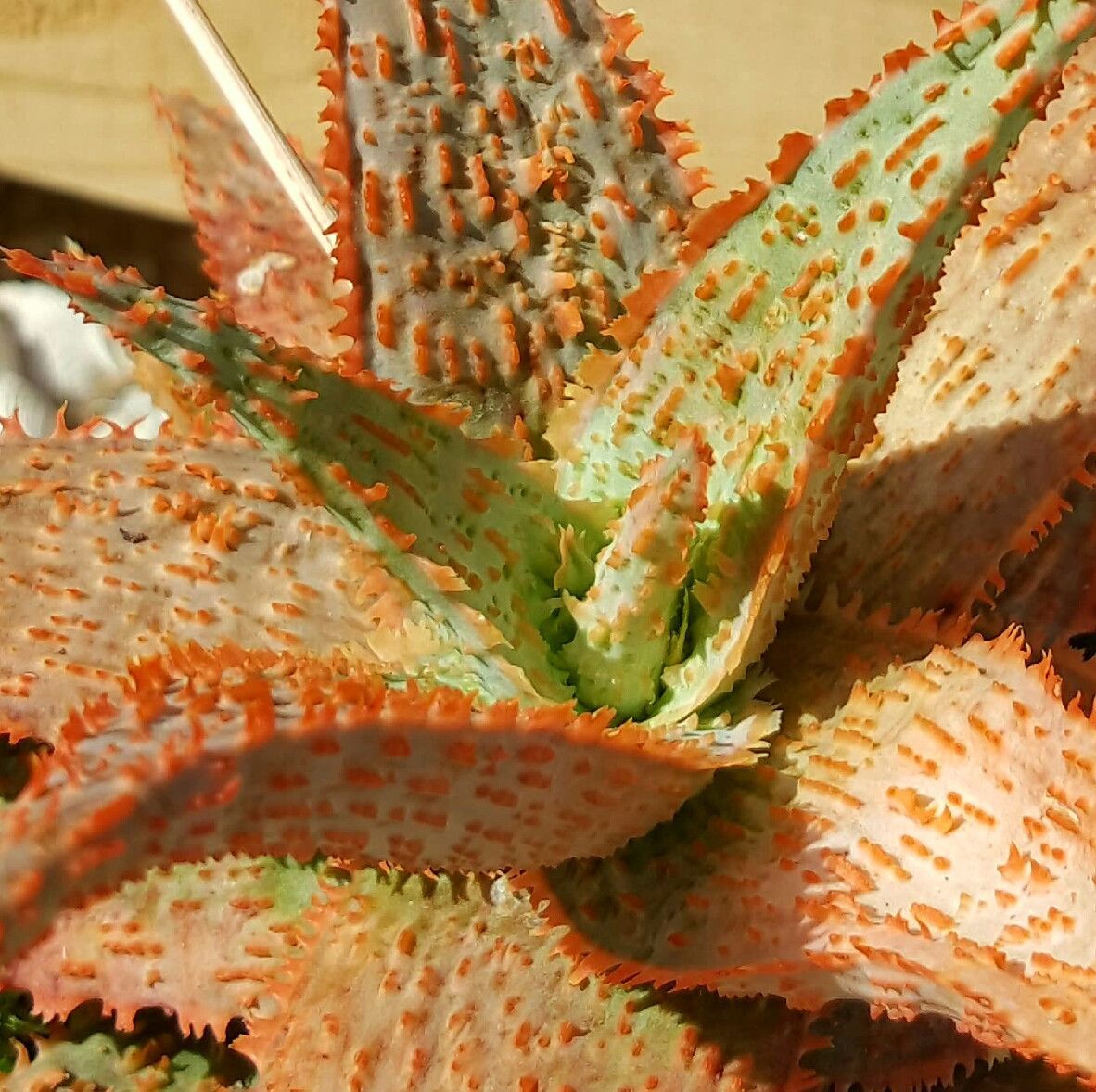 Dwarf Hybrid Aloes